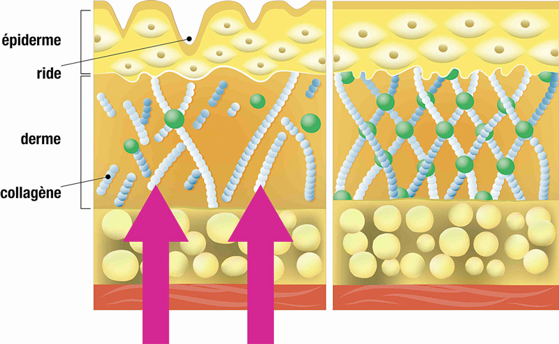 collagene pelle nutrizione